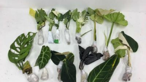 植物/种子类特殊邮寄渠道